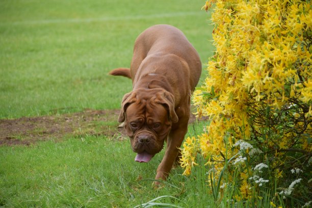 英国牛头梗犬