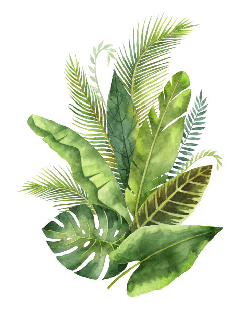 热带植物插画