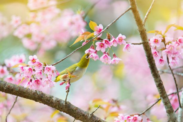 树枝 花鸟