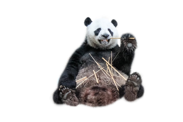 高清大熊猫