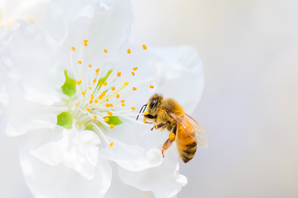 蜜蜂桃花