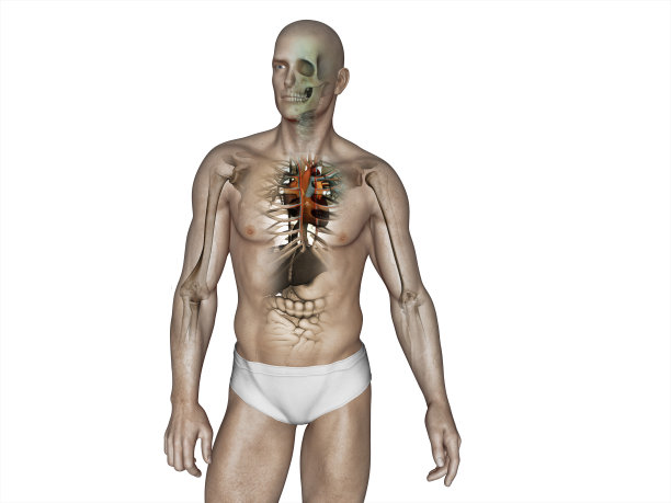 人类肺脏,小肠,人体内部系统