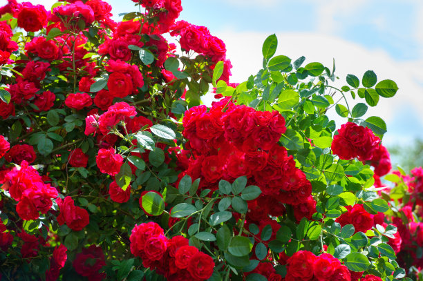 红玫瑰植物