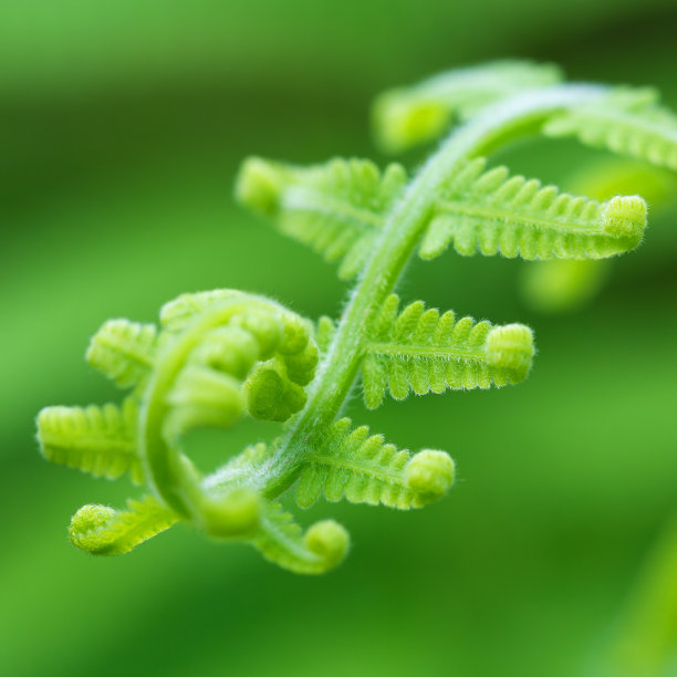 蕨类植物