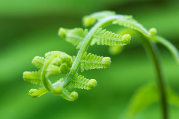 蕨类植物