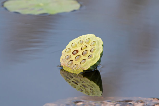 莲子莲蓬青莲子