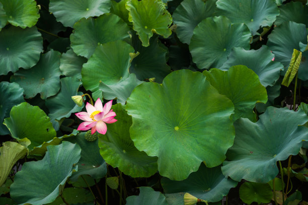 池塘中的莲花叶