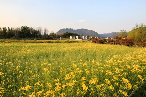 婺源油菜花