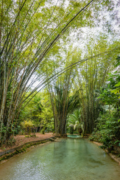 竹林溪流