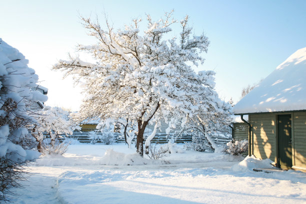 白雪绿树