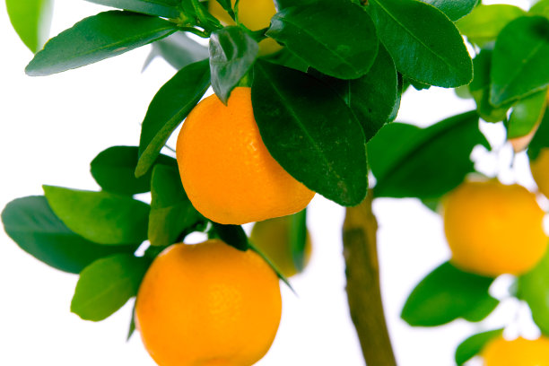 柑橘树,果蔬种植