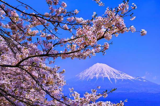 雪山和樱花风景