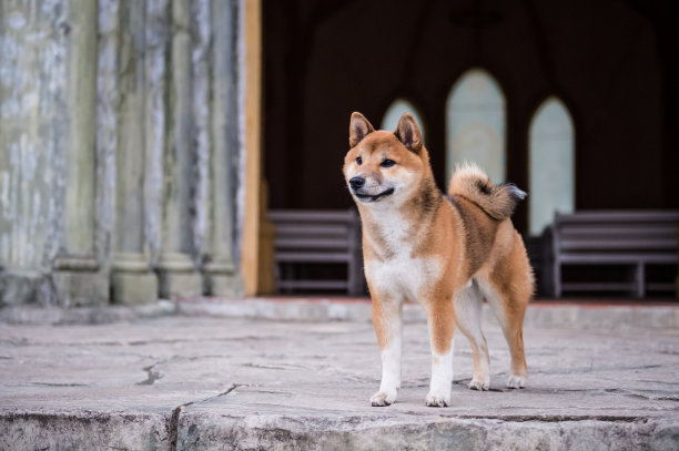 日本柴犬