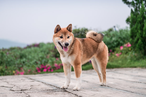 日本柴犬