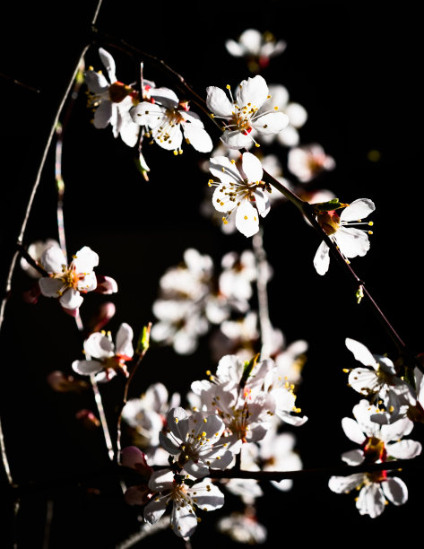 黑色背景梅花