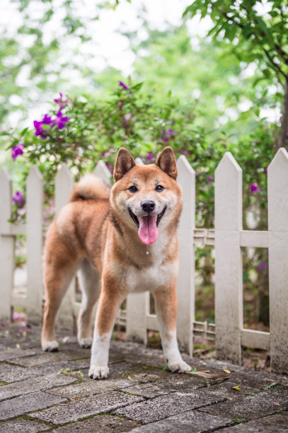 日本柴犬