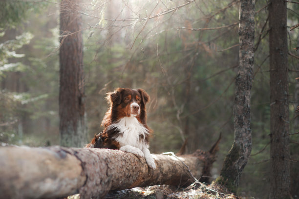 牧羊犬