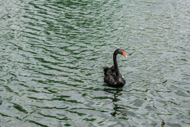 湖面上的黑天鹅和小天鹅