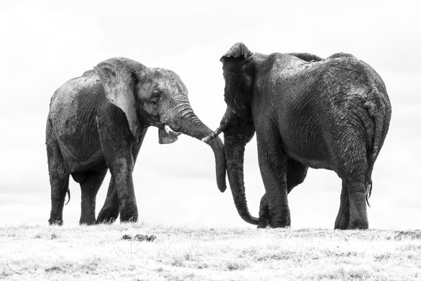 大象争斗