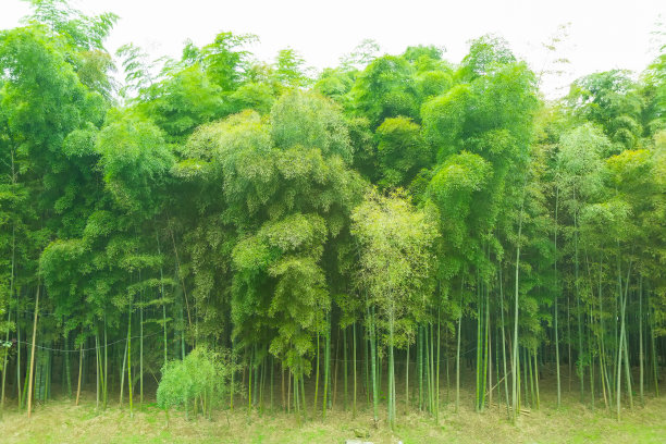 竹林实拍