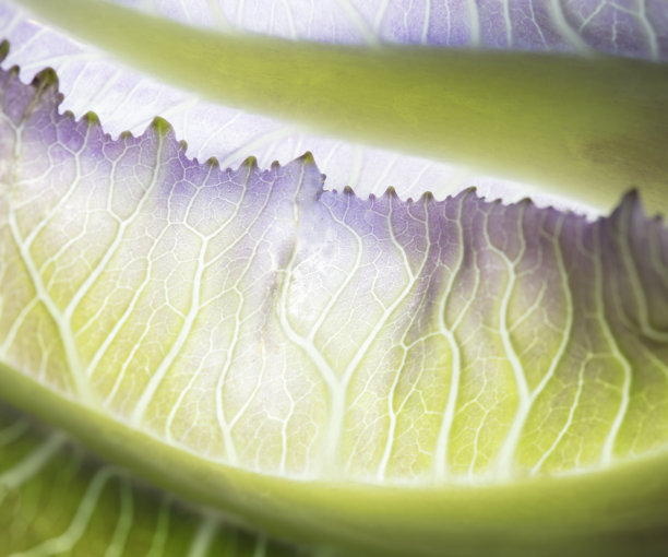 白菜蔬菜青菜透明素材
