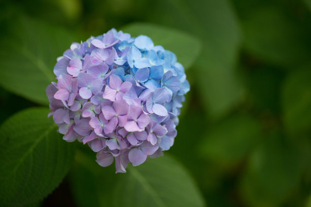 紫阳花