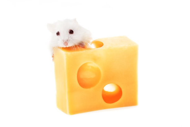 奶酪老鼠