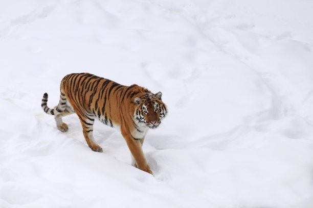 哈尔滨冰雪