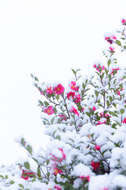 山茶花之小雪