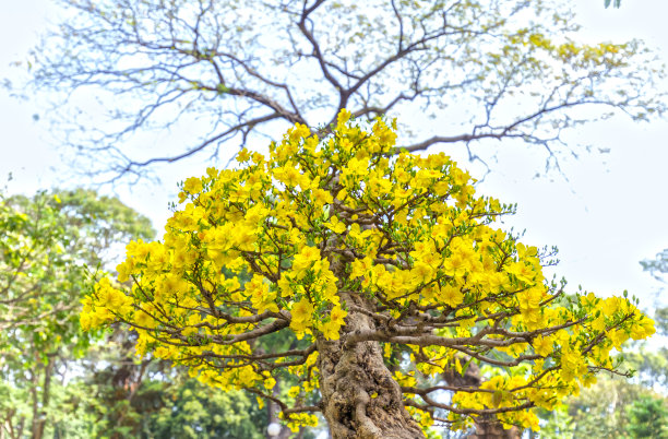 杏花素材