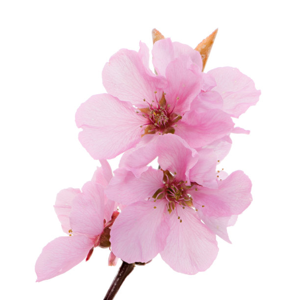 微距特写鲜花桃花粉色花朵