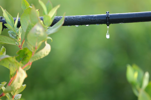 滴水灌溉