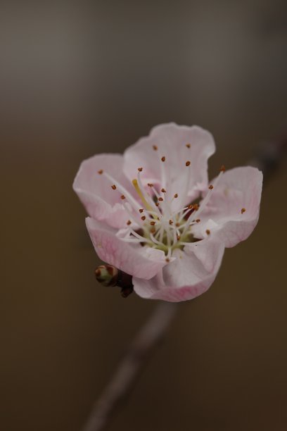 山花杏花