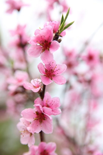 微距特写鲜花桃花粉色花朵
