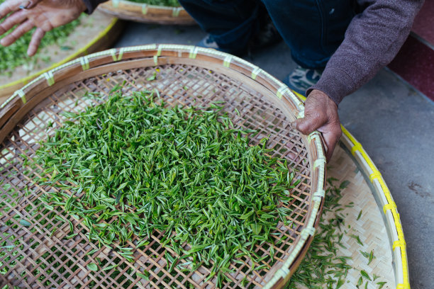 绿叶茶叶