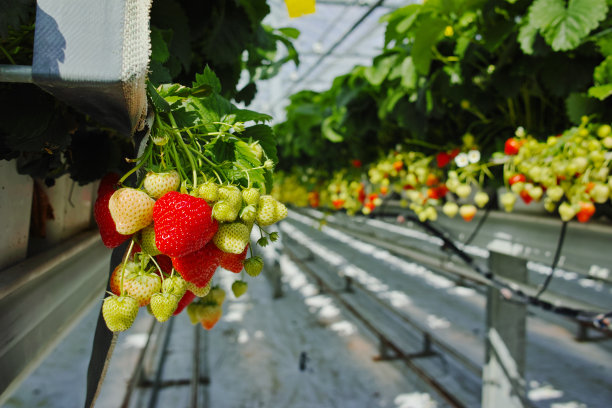 温室大棚草莓