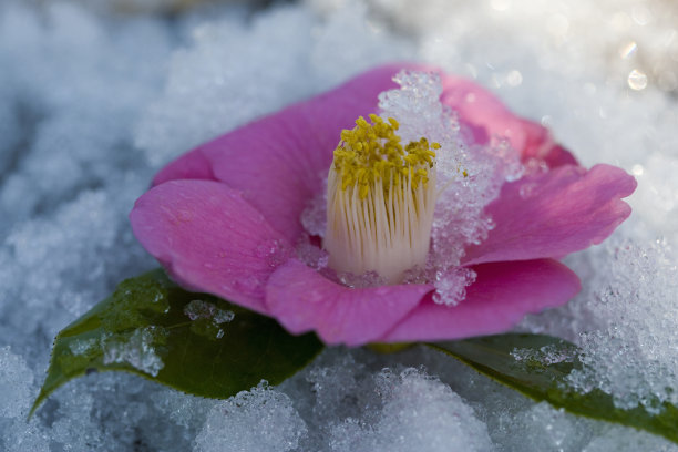 山茶花之小雪