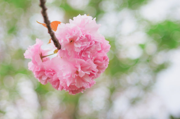 重瓣樱花