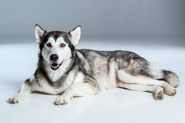 阿拉斯加雪橇犬