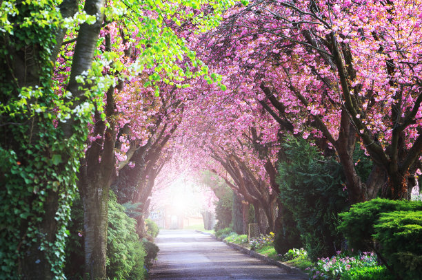 樱花路