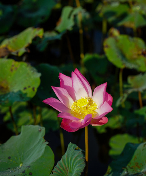 荷花实拍