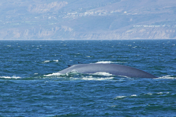 大蓝鲸