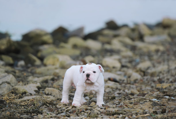 海边玩耍的斗牛犬