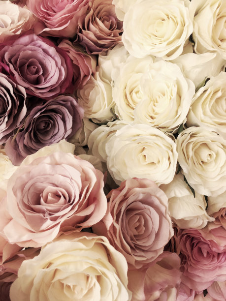玫瑰 婚礼背景 盛开鲜花