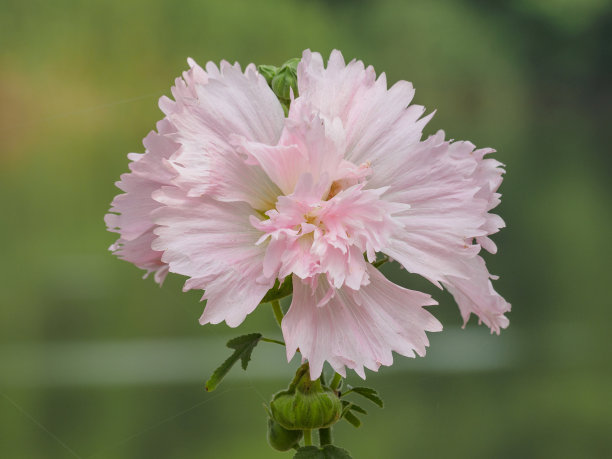 重瓣木芙蓉