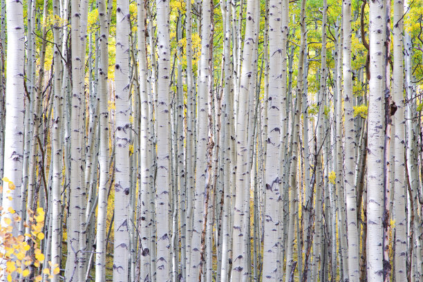 aspen