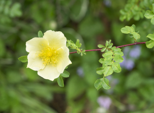 rugosa