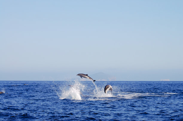 跳跃海豚