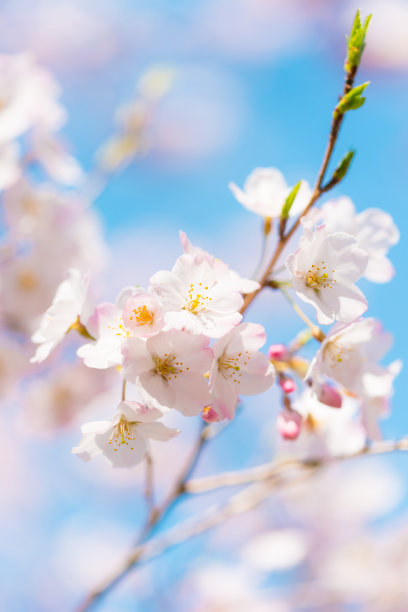 春暖花开粉红樱花樱花树樱花节