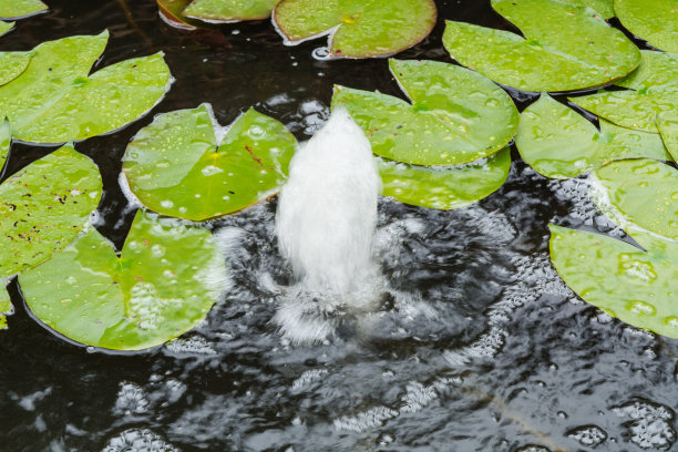 水景园林